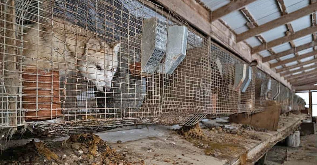 Over 250 Animals Rescued from Horrific Conditions on Ohio Fur and Urine Farm