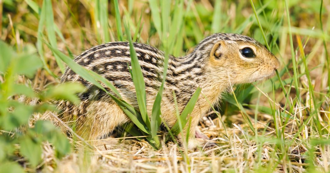 Activists File Complaint Against Yale University’s Treatment of Squirrels in Research