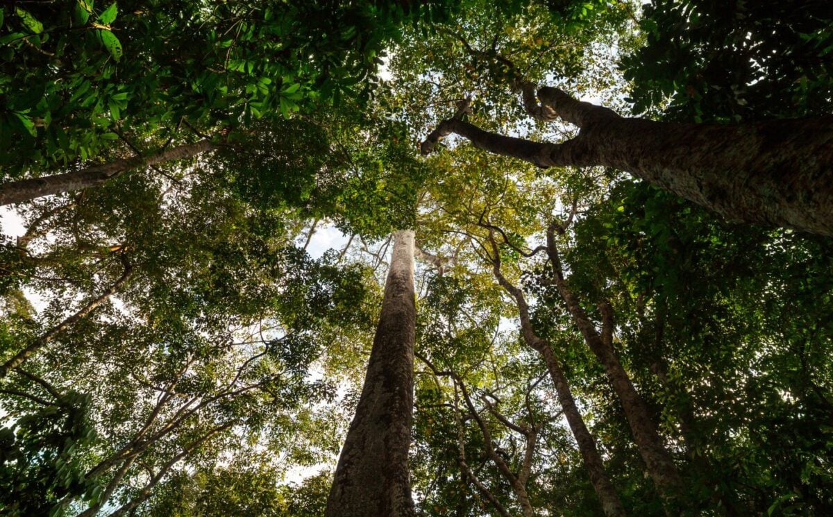 Amazon Rainforest Cut Down To Build New Road For COP Climate Summit