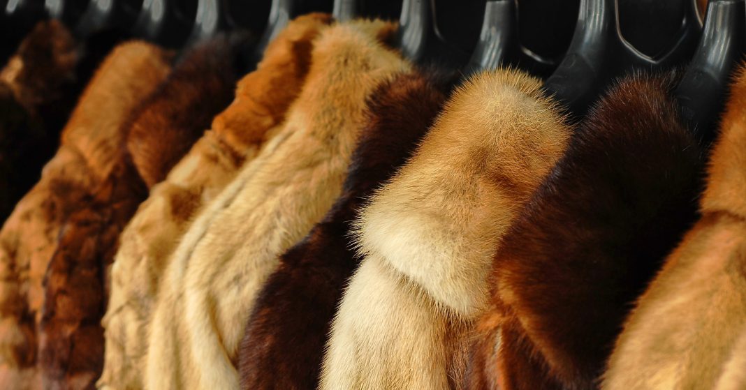 Fur Production Is Decreasing, Reaching Decades-Low Levels