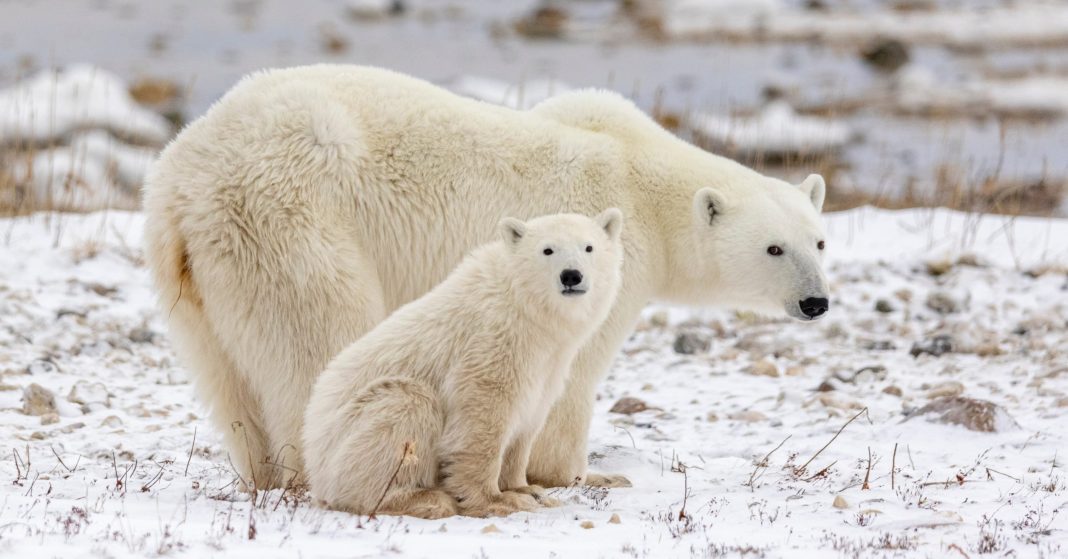 WWF Under Fire for Facilitating Trade in Polar Bear Fur