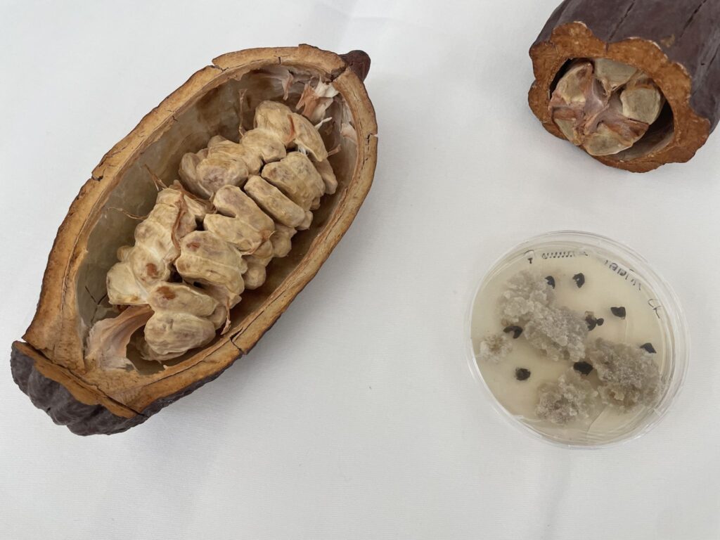 Food Brewer Raises Over $11M with Backing from Lindt & Sprüngli and Sparkalis