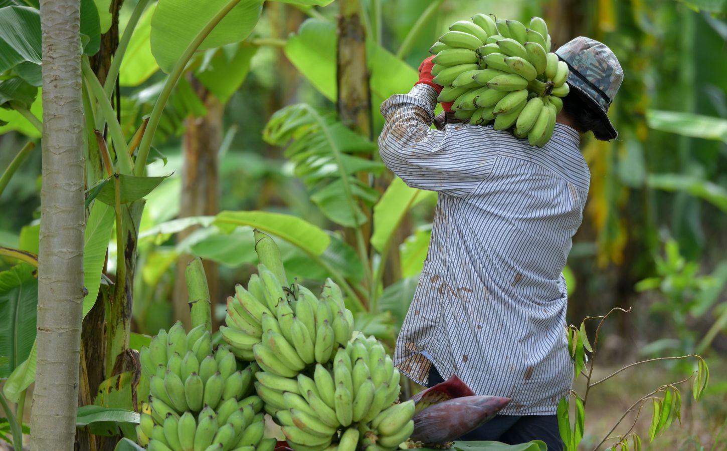 COP30: Brazilian Farmers Could Double Income With Plant-Based Agroforestry