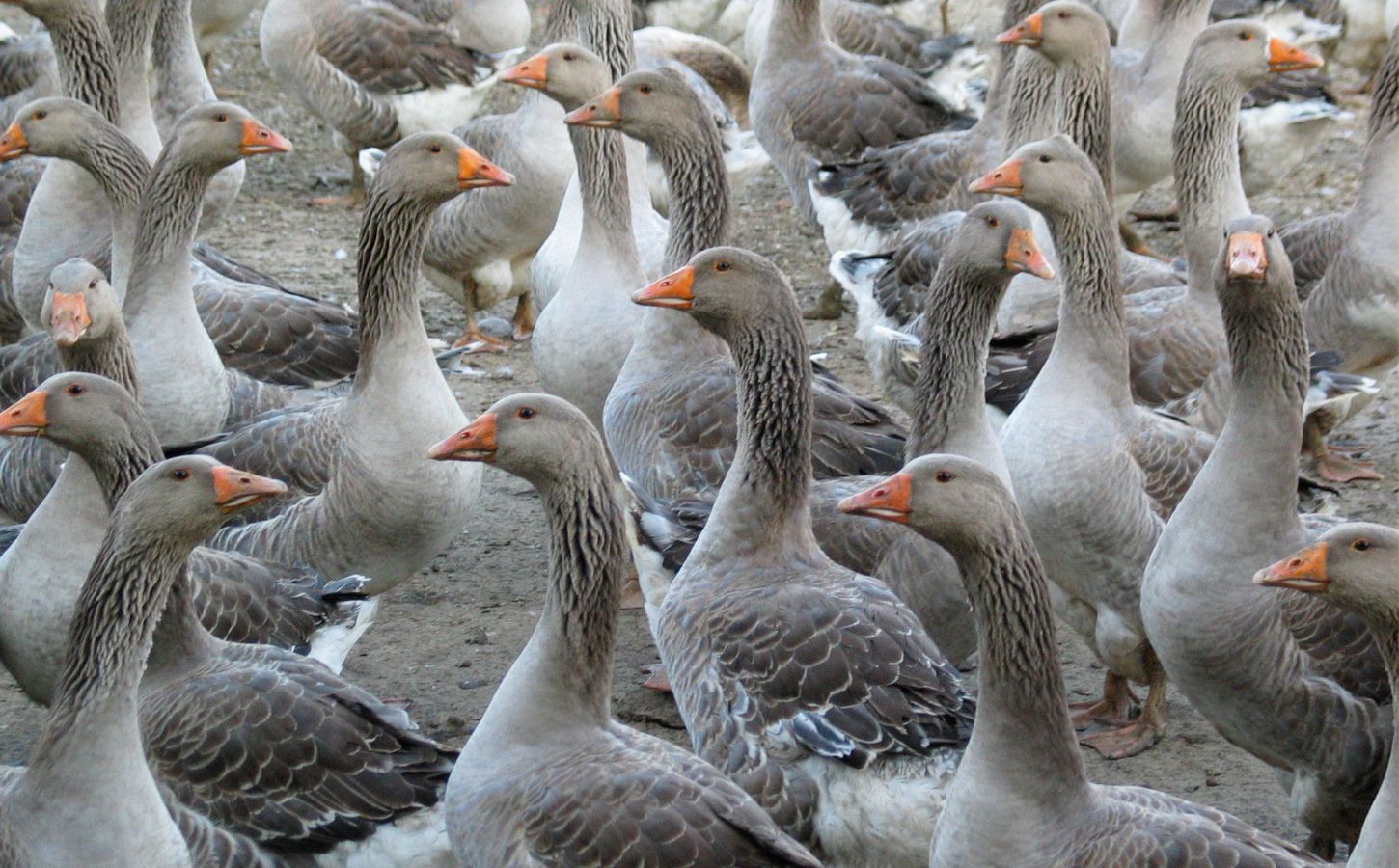 Another French Town Has Ditched Foie Gras