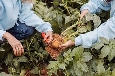 PoLoPo Moves to Field Cultivation of Bioengineered Protein Potatoes, Boosting Capacity to Three Tons