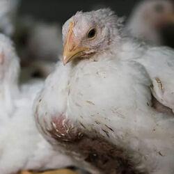 New ‘Uncounted’ report explores chicken death rates on factory farms; 500 million die before slaughter