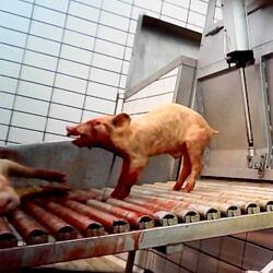 Investigation: pigs struggle, scream during illegal slaughter