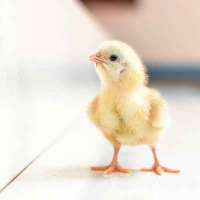 Animal Equality takes on male chick killing in Brazil