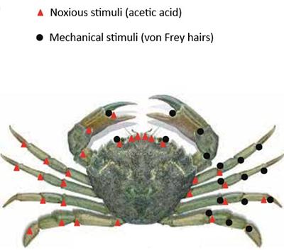 Scientists Confirm Crabs And Other Crustaceans Feel Pain