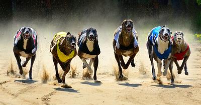 Aotearoa to Ban Greyhound Racing in 20 Months