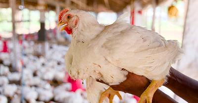 The Fattening of Broiler Chickens