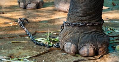 The Abuse of Elephants in India