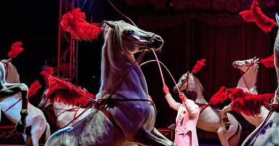 Valencia Once Again Allows Use of Animals in Circuses