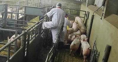 Evidence of Animal Abuse at RSPCA-Approved Abattoirs in England Leads to their Suspension
