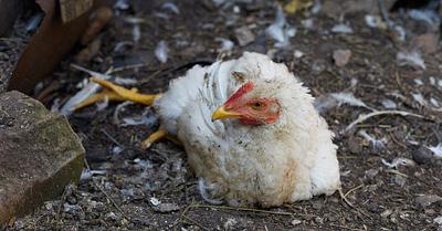 British Judge Opens Door to Legal Action Against Broiler Chicken Breeders