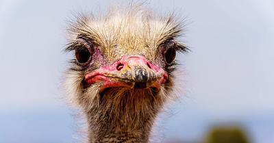 PETA Sues Idaho’s Ostrich Farm in D.C. Court