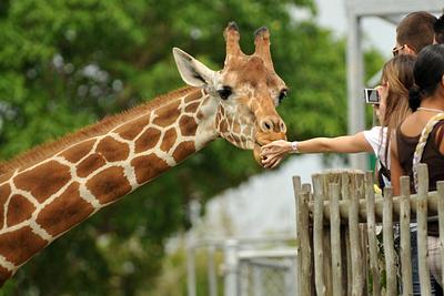 US Zoos Are Reporting Animal Deaths From Bird Flu