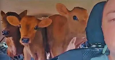 Five Calves Rescued from Dairy Farm Begin New Lives at Tasmania Sanctuary
