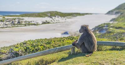 Animal Advocates Claim Court Victory on South African Cape Peninsula Baboon Case 