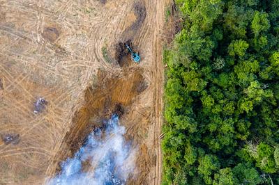 Is Palm Oil Vegan?