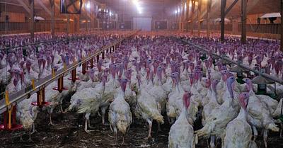 Whistleblowers Expose Horrific Conditions in Canadian Turkey Farms