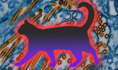 Bird Flu Spreads to Cats In California: What You Need to Know 