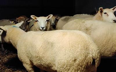RSPCA Under Mounting Pressure To Drop Welfare Label Following Major Investigation