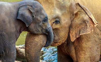 ‘Old And Wise’ Animals Essential For Species Survival, Study Finds