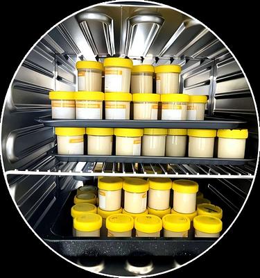 Researchers Develop “Super-Yogurt” Made From Australian Sweet Lupins & Oats