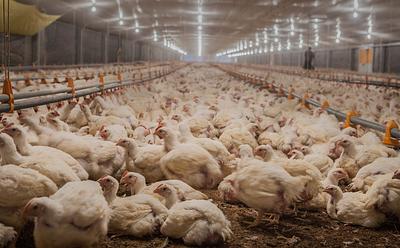 Factory Farms Cost UK Taxpayers Over 1.2 Billion Pounds Per Year, Says New Report