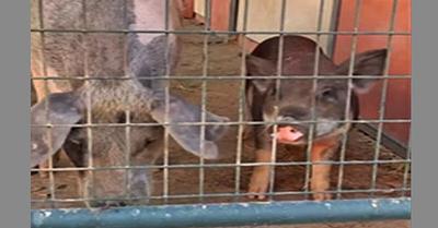 Pigs Grace and Jodean Successfully Rescued from California Streets