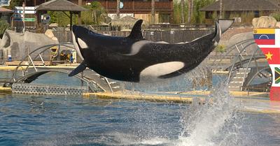 Concerns About the Fate of Orcas And Dolphins After the Closure of French Marine Park 