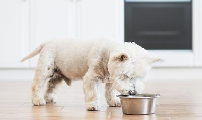 65% of Dogs Are Overweight, But a New Dog Food Is Changing That
