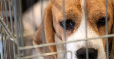 Judge Agrees to Appoint Special Prosecutor to Probe Beagle-Breeding Operation in Wisconsin