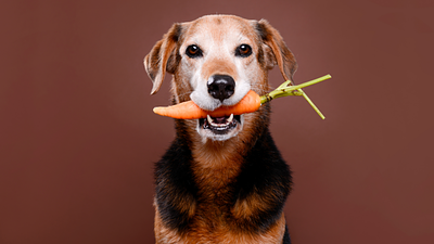 Studies Suggest a Vegan Diet Could Be Better for Your Pets
