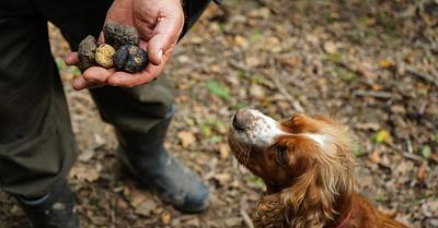 The Exploitation of Pigs and Dogs by the Truffle Industry