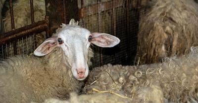 The Suffering of Sheeps in Sea Transport