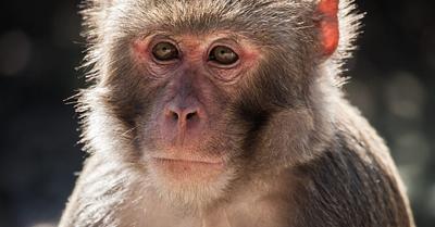 PETA Files Complaint Against Alpha Genesis Monkey Farm in South Carolina
