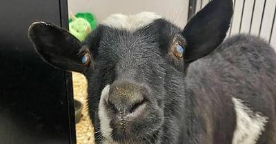Canadian Sanctuary Rescues Blind Elderly Goat Named Gigi from the Streets