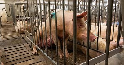 New Evidence Supporting Animal Abuse Claim at Italian Pig Farms Supplying Prosciutto di Parma