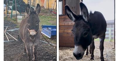 Gregory the Donkey Rescued After Harrowing Year of Neglect