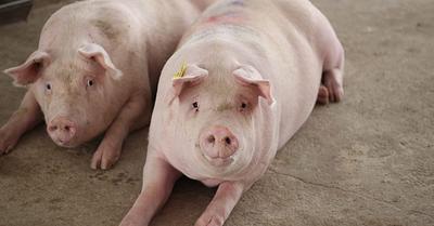 The Fattening of Pigs by the Meat Industry