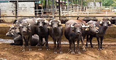 The Truth About Farming Bisons, Buffaloes, and Yaks