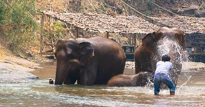 Captive Elephant Kills Tourist at Elephant Centre in Thailand