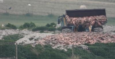 Accusations of Salmons Being Buried Illegally on Scottish Beach
