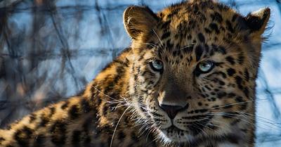 Carers of Neglected Lions and Leopards in Malta to Be Prosecuted