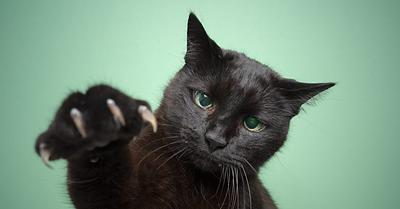 Massachusetts Bans Declawing of Cats