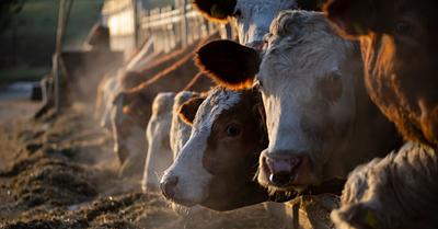 UK Bans Import of Cows, Pigs and Sheeps from Germany Due to Outbreak of Foot and Mouth Disease