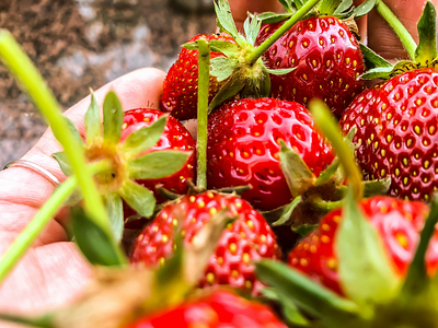 Is A Vegan Diet Good for the Immune System?