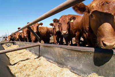 Study Highlights Gap in Sustainability Policies Addressing Animal Agriculture’s Climate Impact